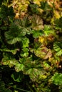 Cloudberry leaves in a marsh Royalty Free Stock Photo
