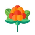 Cloudberry with leaves vector illustration. Superfood creeping r