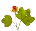 Cloudberry with leaves on white