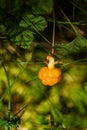 Cloudberry in a marsh Royalty Free Stock Photo