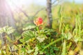 Cloudberry among the marsh swamps on a sunny day Royalty Free Stock Photo