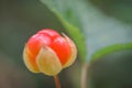 Cloudberry on nature background. Fresh ripe berry close up. Red nordic marsh berry. Vitamin treat of Finland. Rubus chamaemorus Royalty Free Stock Photo
