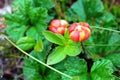 Cloudberry Rubus chamaemorus in arctic, Norway Royalty Free Stock Photo