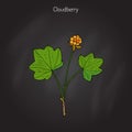 Cloudberry rubus chamaemorus