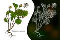Cloudberry. Rubus chamaemorus. Hand drawn stylized vector. Royalty Free Stock Photo