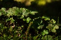 Cloudberry leaves in a marsh