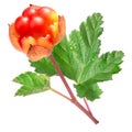 Cloudberry (Rubus Chamaemorus) with leaves and stem Royalty Free Stock Photo