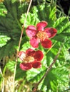 Cloudberry Rubus chamaemorus red flowers in Norway Lofoten Royalty Free Stock Photo