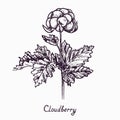 Cloudberry Rubus chamaemorus stem with berries and leaves, outline simple doodle drawing with inscription