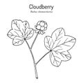 Cloudberry rubus chamaemorus . Wild berries collection