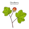 Cloudberry rubus chamaemorus . Wild berries collection