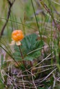 Cloudberry Royalty Free Stock Photo