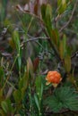 Cloudberry Royalty Free Stock Photo