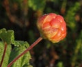 Cloudberry