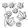 Cloudberry vector drawing. Organic berry food sketch. Vintage engraved illustration