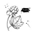 Cloudberry vector drawing. Organic berry food sketch. Vintage engraved illustration of superfood.