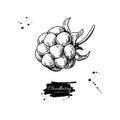 Cloudberry vector drawing. Organic berry food sketch. Vintage engraved illustration of superfood.