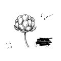 Cloudberry vector drawing. Organic berry food sketch. Vintage engraved illustration of superfood.