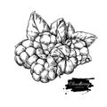 Cloudberry vector drawing. Organic berry food sketch. Vintage engraved illustration of superfood.