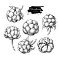 Cloudberry vector drawing. Organic berry food sketch. Vintage engraved illustration of superfood.