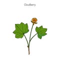 Cloudberry. Wild berries collection