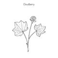 Cloudberry. Wild berries collection