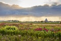 Cloudbursts above the beautifull flower fields of Lisse Royalty Free Stock Photo