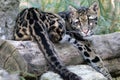 Cloude leopard Royalty Free Stock Photo