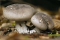 Clouded Agaric - Clitocybe nebularis Royalty Free Stock Photo