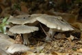 Clouded Agaric - Clitocybe nebularis Royalty Free Stock Photo