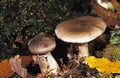 Clouded Agaric, clitocybe nebularis Royalty Free Stock Photo