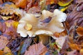 Clouded agaric or Clitocybe nebularis in forest Royalty Free Stock Photo