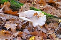 Clouded agaric or Clitocybe nebularis in forest Royalty Free Stock Photo