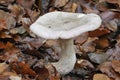 Clouded Agaric Fungus