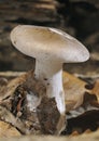 Clouded Agaric Fungus