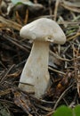 Clouded Agaric Fungus