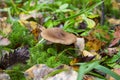 Clouded agaric mushroom Clitocybe nebularis. One of a troop of mushrooms in the family