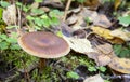 Clouded agaric mushroom Clitocybe nebularis. One of a troop of mushrooms in the family