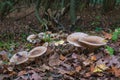 Clouded agarics between fallen leaves Royalty Free Stock Photo