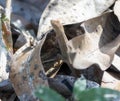 Clouded Anole Reptile Anolis nebulosus Perched in Leaf Litter on the Ground in Jalisco, Mexico