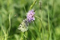 Clouded apollo butterfly and honey bee