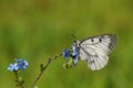 The clouded Apollo butterfly , Parnassius mnemosyne , butterflies of Iran