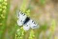 The clouded Apollo butterfly , Parnassius mnemosyne , butterflies of Iran