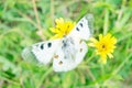 Clouded apollo in Caucasus