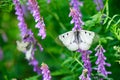 Clouded Apollo Parnassius mnemosyne butterfly, a species of swallowtail butterflies Papilionidae family.