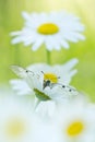 The Clouded Apollo (Parnassius mnemosyne) on a daisy flowers