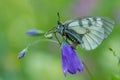 The Clouded Apollo (Parnassius mnemosyne) on flower