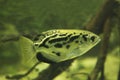 The clouded archerfish Toxotes blythii. Royalty Free Stock Photo