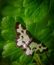 Clouded border moth