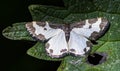 Clouded Border Moth Lomaspilis marginata Royalty Free Stock Photo